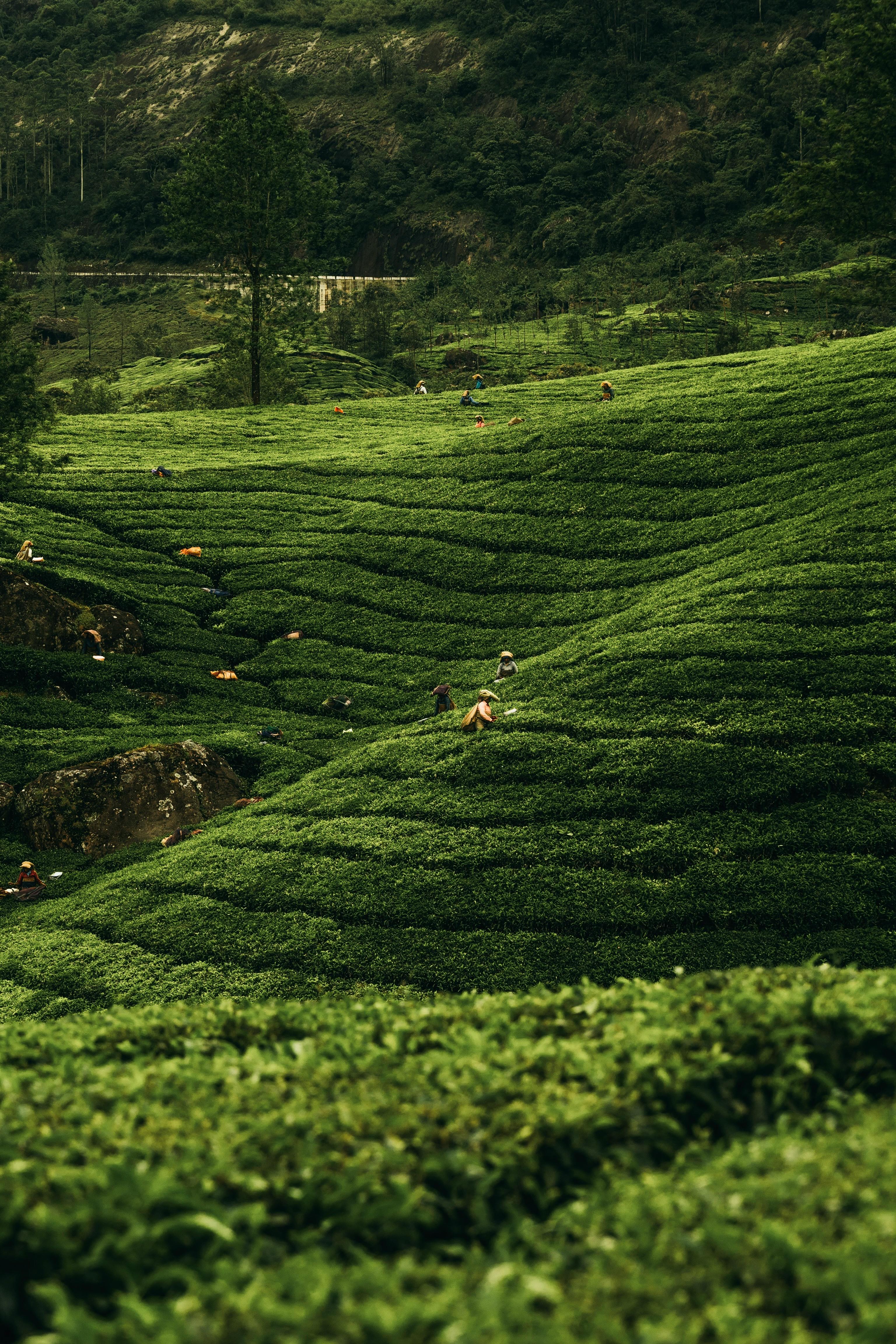 Munnar